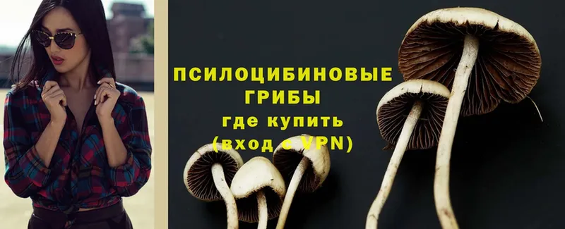 Галлюциногенные грибы Psilocybine cubensis  где купить   Бобров 